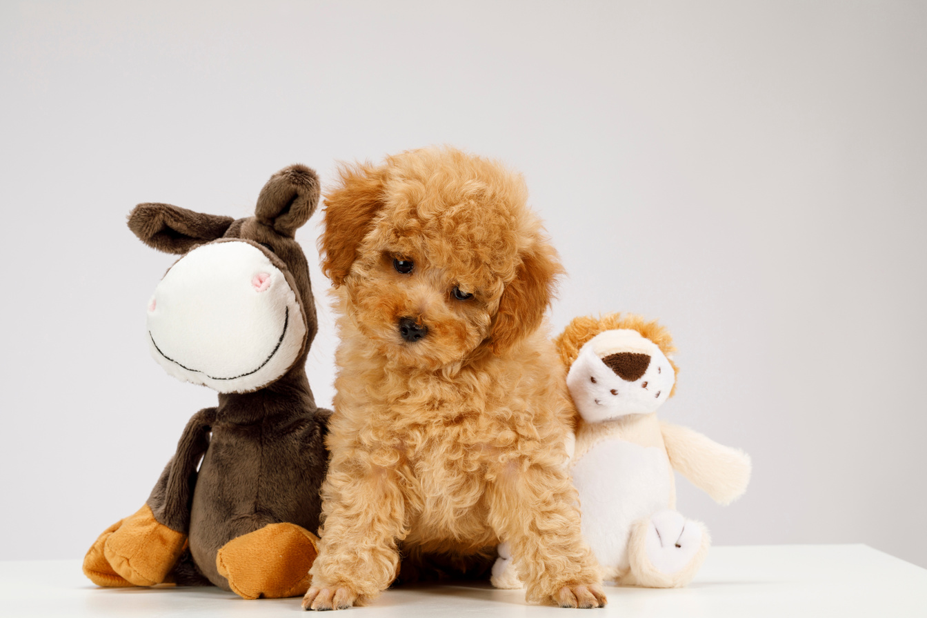 Cute brown miniature poodle puppy with stuffed toys
